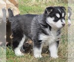 Small Photo #4 Siberian Husky Puppy For Sale in CATAWISSA, PA, USA
