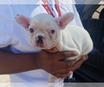 Small Photo #2 French Bulldog Puppy For Sale in BALDWIN PARK, CA, USA