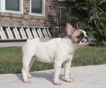 Small Photo #3 French Bulldog Puppy For Sale in KATY, TX, USA