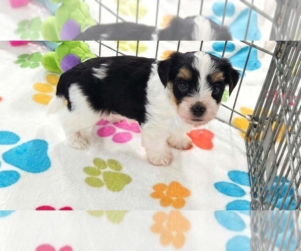 Medium Photo #10 Havashire Puppy For Sale in ORO VALLEY, AZ, USA