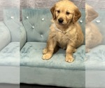 Small Photo #8 Golden Retriever Puppy For Sale in BRANDON, FL, USA