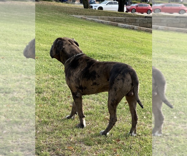 Medium Photo #1 American Pit Bull Terrier Puppy For Sale in EAST HAZEL CREST, IL, USA