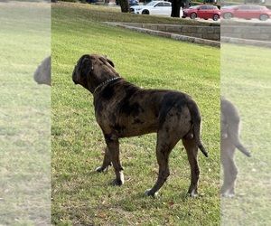 Father of the American Pit Bull Terrier puppies born on 05/03/2026