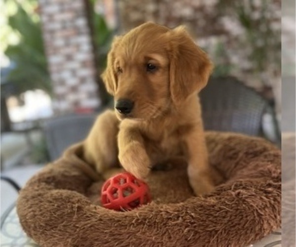 Medium Photo #29 Golden Retriever Puppy For Sale in FRESNO, CA, USA