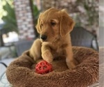Small #5 Golden Retriever