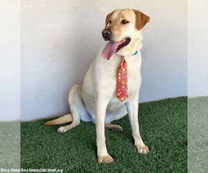 Gerald - Male Labrador Retriever-Unknown Mix Dog for Adoption - Photo #5