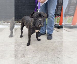 Boxer-Unknown Mix Dogs for adoption in Stockton, CA, USA