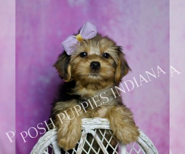 Medium Photo #28 Yorkipoo Puppy For Sale in WARSAW, IN, USA