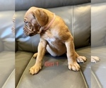 Small Photo #3 Dogue de Bordeaux Puppy For Sale in CINCINNATI, OH, USA