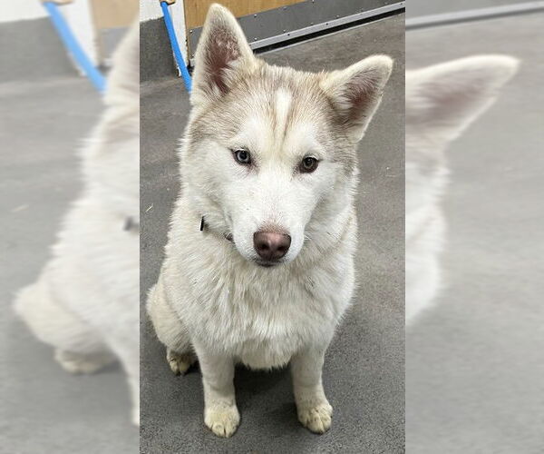 Medium Photo #1 Siberian Husky Puppy For Sale in Forestville, MD, USA