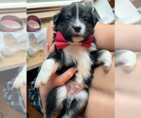 Medium Photo #2 Miniature American Shepherd Puppy For Sale in BERLIN, MA, USA