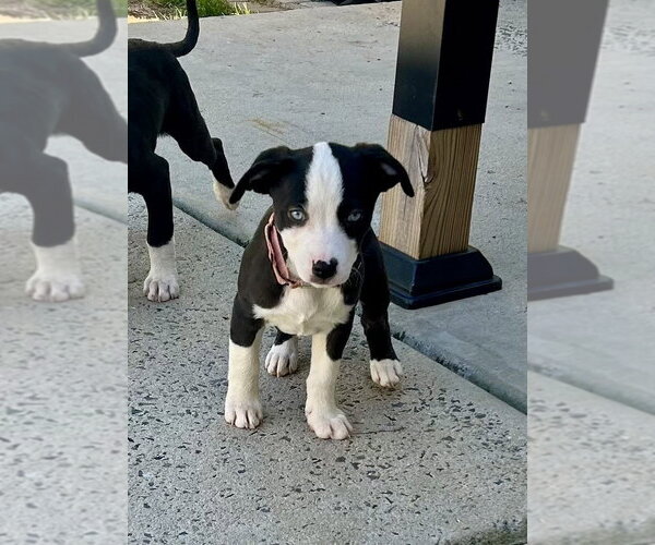 Medium Photo #3 Mutt Puppy For Sale in Mooresville, NC, USA