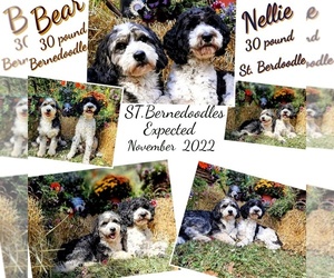 Miniature Bernedoodle-Saint Bernard Mix Puppy for Sale in MILLVILLE, Minnesota USA