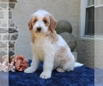 Small #3 Goldendoodle
