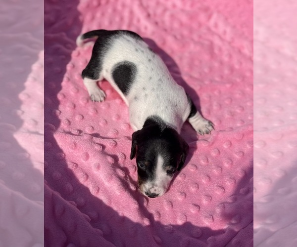 Medium Photo #1 Dachshund Puppy For Sale in DES MOINES, IA, USA