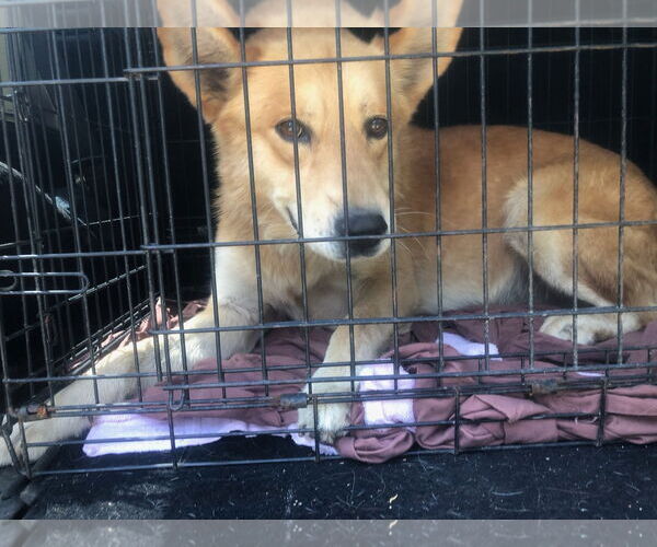 Medium Photo #5 Golden Retriever-Unknown Mix Puppy For Sale in Newfoundland, PA, USA
