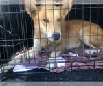 Small #4 Golden Retriever Mix