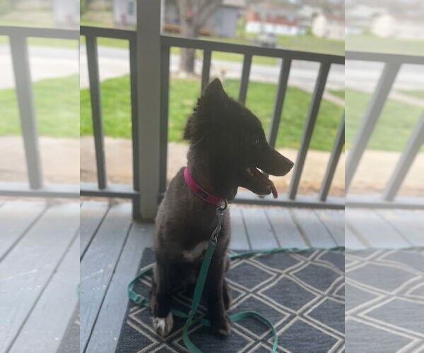 Medium Photo #4 Huskies -Pomeranian Mix Puppy For Sale in Mouth Of Wilson, VA, USA