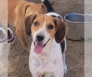 American Foxhound-Unknown Mix Dogs for adoption in Minneapolis, MN, USA