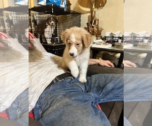 Australian Shepherd Puppy for sale in BROOKVILLE, IN, USA