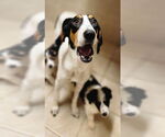 Small #1 Collie-Coonhound Mix