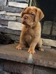 Small Photo #1 Dogue de Bordeaux Puppy For Sale in MADISONVILLE, TN, USA