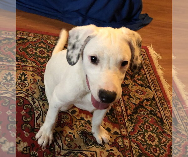 Medium Photo #8 Mutt Puppy For Sale in Yardley, PA, USA