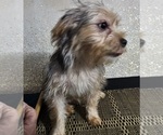 Small Photo #4 French Bulldog-Yorkshire Terrier Mix Puppy For Sale in HUDDLESTON, VA, USA