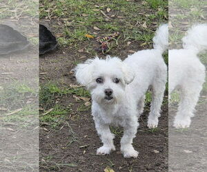 Lhasa-Poo Dogs for adoption in Spring, TX, USA