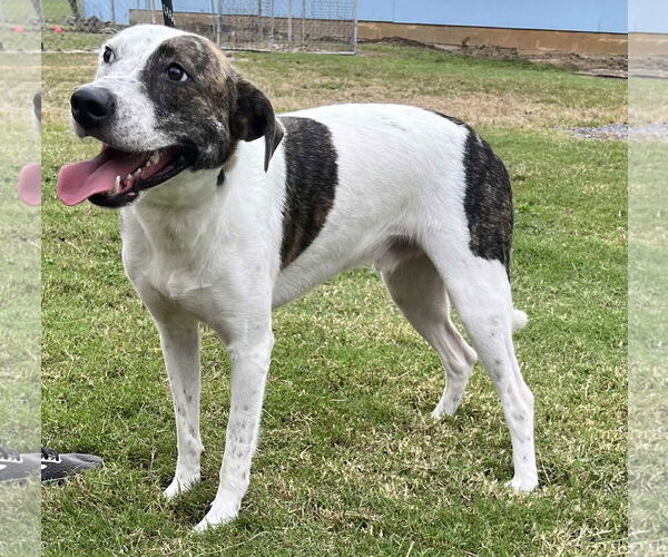 Medium Photo #2 Mutt Puppy For Sale in Crandall, GA, USA