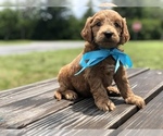 Small Photo #18 Goldendoodle Puppy For Sale in KISSIMMEE, FL, USA