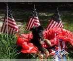 Small #11 German Shepherd Dog