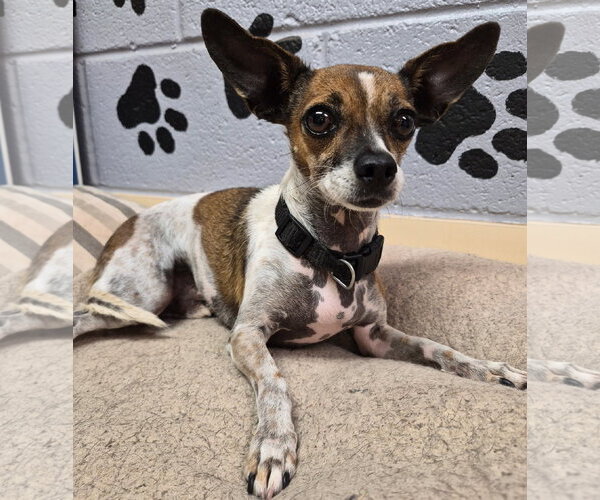 Medium Photo #2 Chihuahua Puppy For Sale in Amarillo, TX, USA