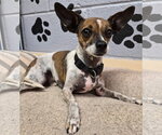 Small Photo #2 Chihuahua Puppy For Sale in Amarillo, TX, USA