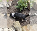 Small Photo #38 Bernedoodle-Bluetick Coonhound Mix Puppy For Sale in RINGTOWN, PA, USA