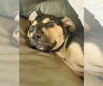 Small #7 American Staffordshire Terrier-German Shepherd Dog Mix