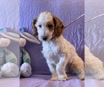 Small Photo #3 Poodle (Miniature)-Unknown Mix Puppy For Sale in HOPKINSVILLE/PRINCETON, KY, NH, USA