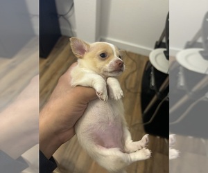 Chihuahua Puppy for Sale in AUSTIN, Texas USA