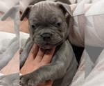 Puppy 4 French Bulldog