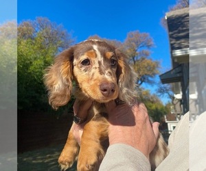 Dachshund Puppy for sale in COLON, MI, USA