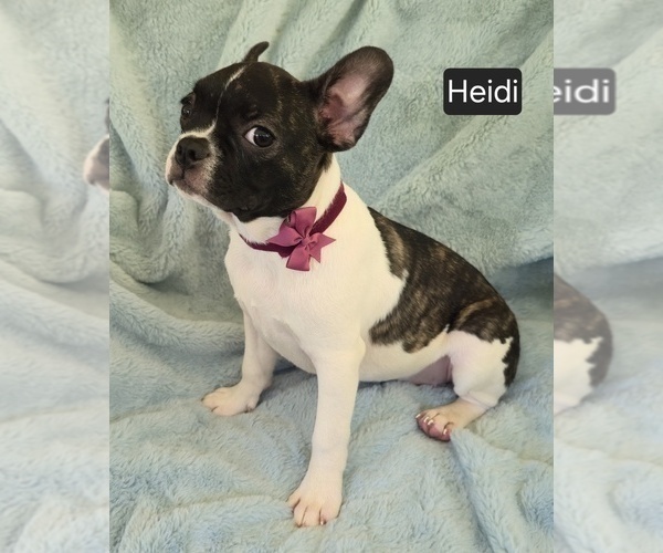 Medium Photo #3 Faux Frenchbo Bulldog Puppy For Sale in MINERAL WELLS, WV, USA