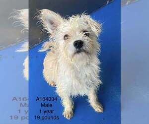 Mutt Dogs for adoption in Calgary, Alberta, Canada