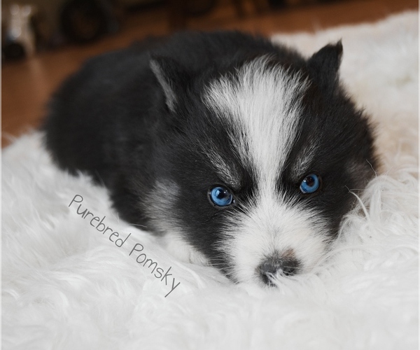 Medium Photo #6 Pomsky Puppy For Sale in KANSAS CITY, MO, USA