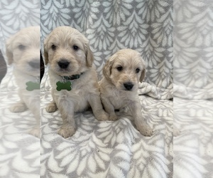 Goldendoodle Puppy for sale in N HIGHLANDS, CA, USA