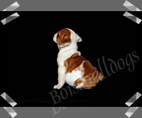 Medium Photo #3 Bulldog Puppy For Sale in BOISE, ID, USA