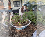 Small Beagle