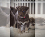 Puppy 4 Border Collie-Siberian Husky Mix