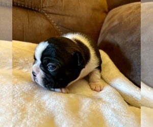 Boston Terrier Puppy for sale in WASHBURN, MO, USA