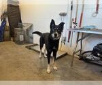 Small Australian Kelpie-Siberian Husky Mix