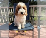 Litter of 9 - Male(s) and Female(s) Goldendoodle (Miniature)Litter of Puppies for Sale - Photo #13